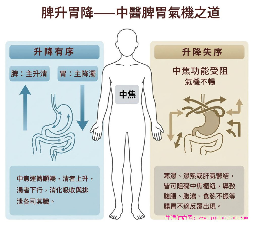 中医调理肠胃 中焦气机升降与和歌保命丸用法-疾病预防-生活健康网